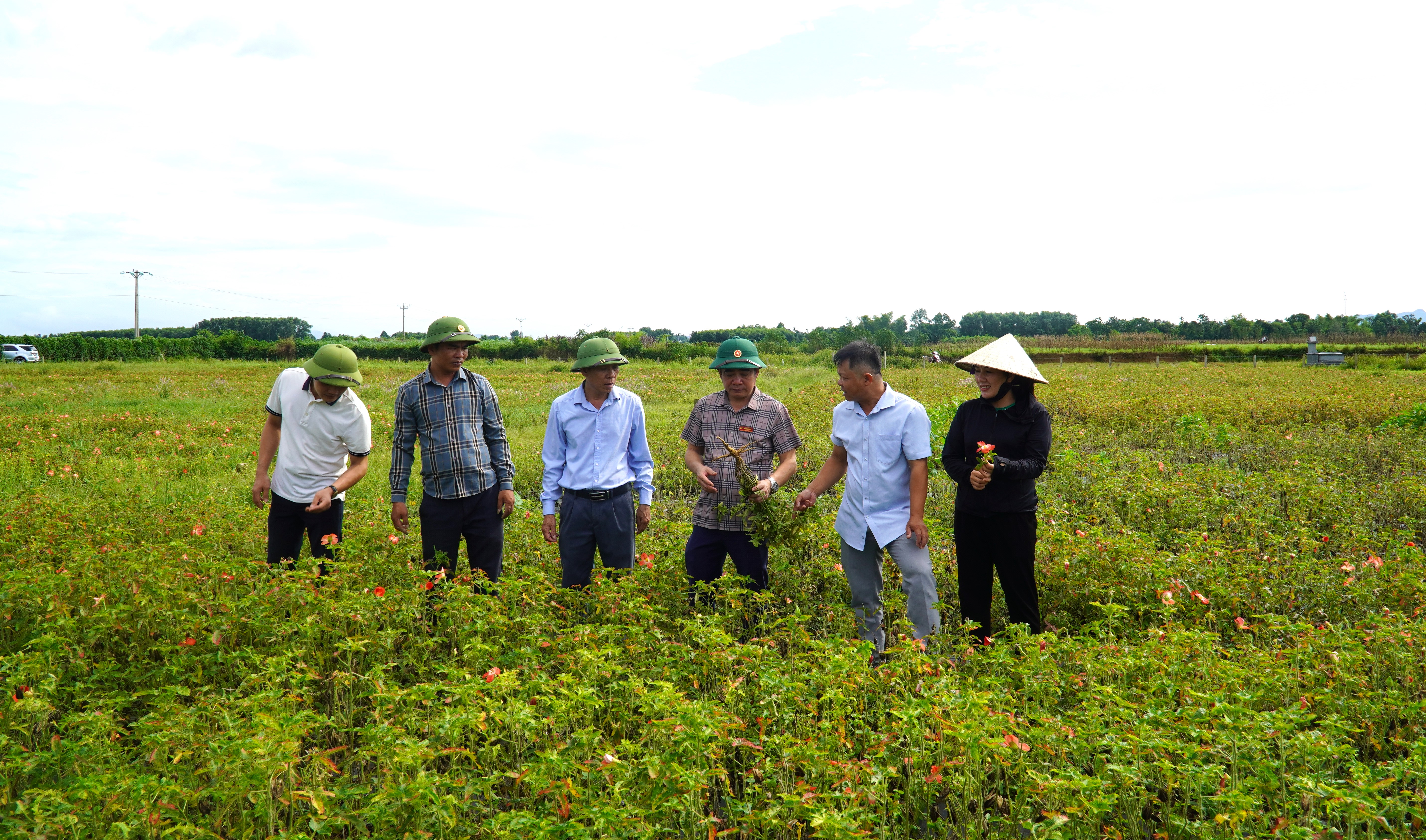 Lãnh đạo xã Hương Xuân kiểm tra mô hình trồng sâm Bố Chính chuẩn bị thu hoạch