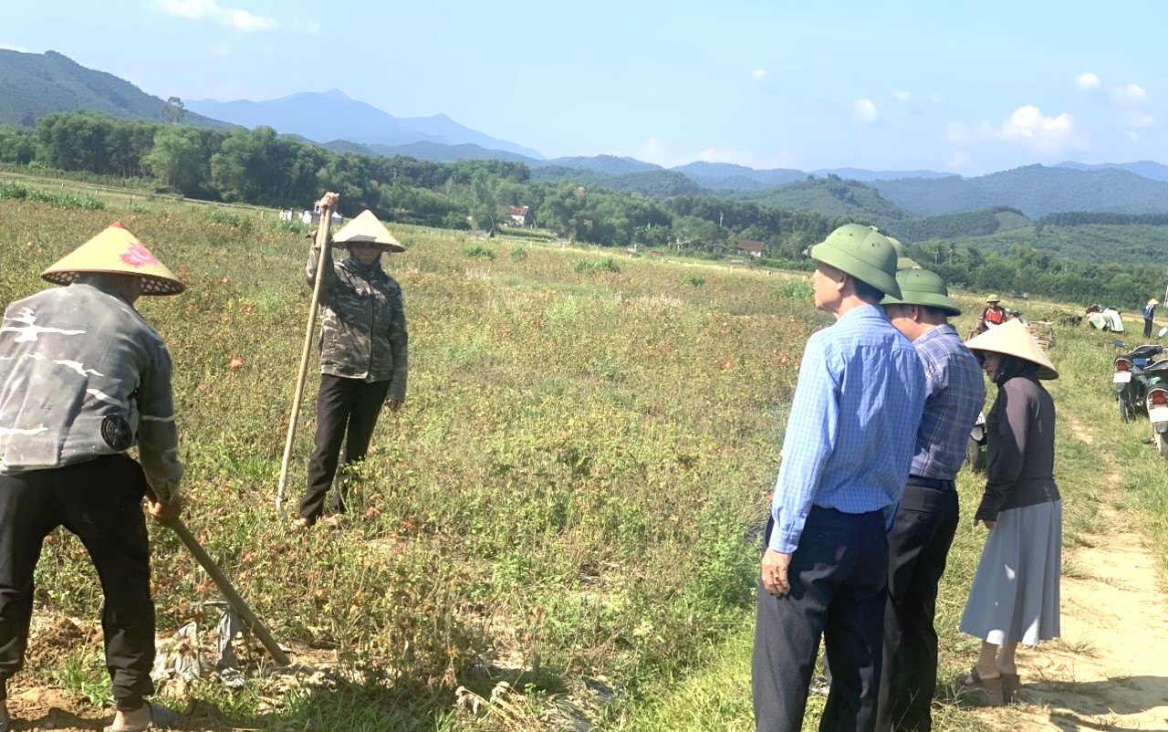 Lãnh đạo xã Hương Xuân kiểm tra thu hoạch sâm Bố Chính và khảo sát địa điểm xây dựng mô hình phát triển kinh tế