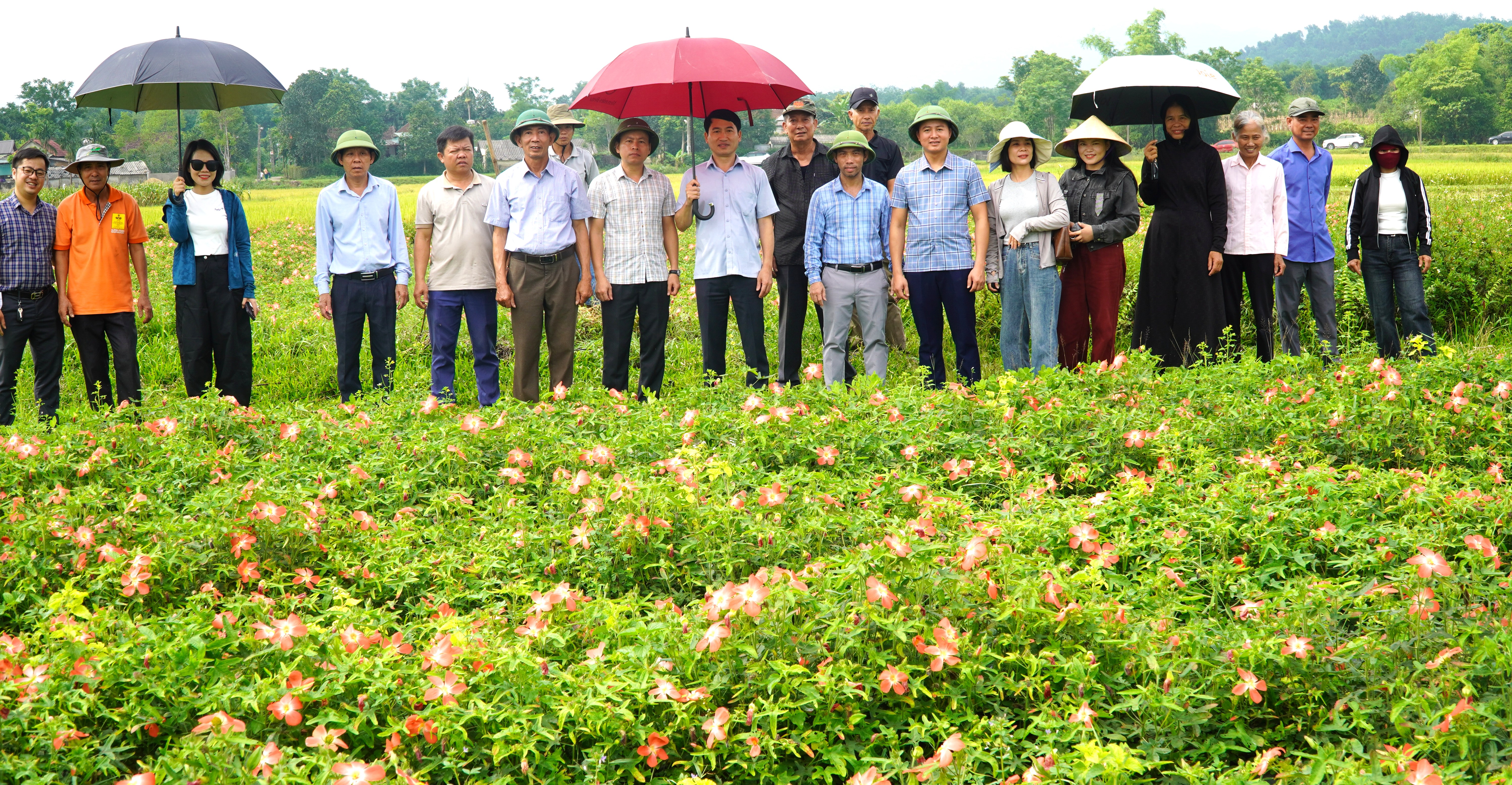 Xã Hương Bình tham quan, học hỏi mô hình trồng sâm Bố Chính tại xã Hương Xuân.