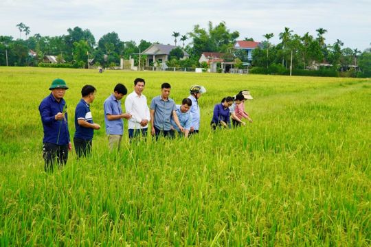 Xã Hương Xuân tổ chức đánh giá thực tế năng suất, sản lượng các loại cây trồng vụ Hè Thu năm 2026 trên địa bàn